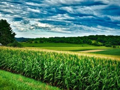 Corn Posting Gains on Friday